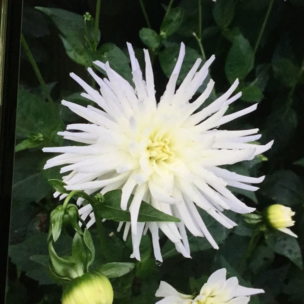 Meet your Posher, Gwen